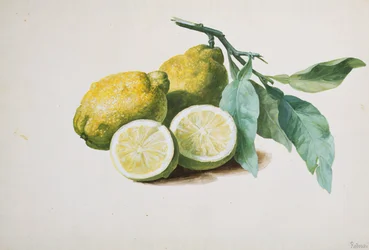 Lemons
